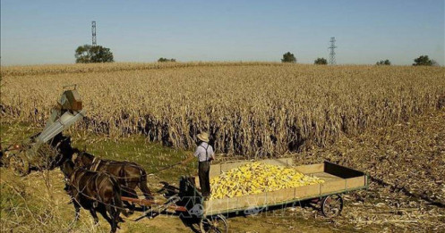 Nông dân Mỹ khóc ròng khi bị ‘trả đũa’: Lằn ranh mong manh trong chính sách thương mại của Mỹ
