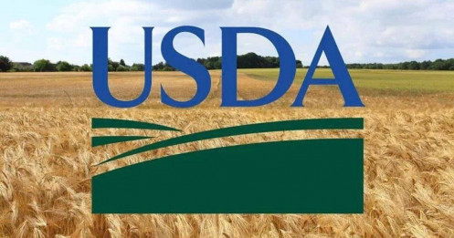 Báo cáo USDA tháng 7: Ngô hưởng lợi từ xuất khẩu, lúa mì gặp áp lực tồn kho!