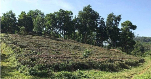 Chuyển đất vườn, ao sang đất ở, Bộ Tài chính nêu hướng giảm mạnh tiền người dân phải nộp