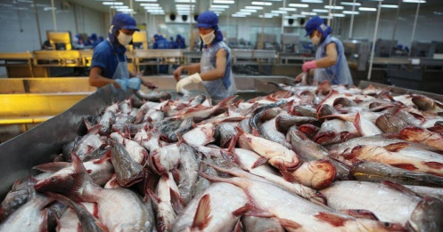 ANV “ngược dòng”