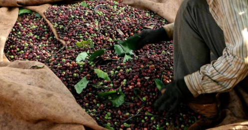 Cà phê toàn cầu chịu áp lực kép: Thuế Mỹ – Brazil và nguồn cung dồi dào