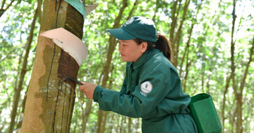 Giá cao su thế giới duy trì đà tăng do thiếu hụt nguồn cung kéo dài!