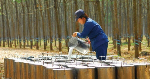 “Vàng trắng” tươi màu