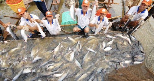 Xuất khẩu cá tra sang Mỹ tăng trước thời điểm áp dụng thuế đối ứng