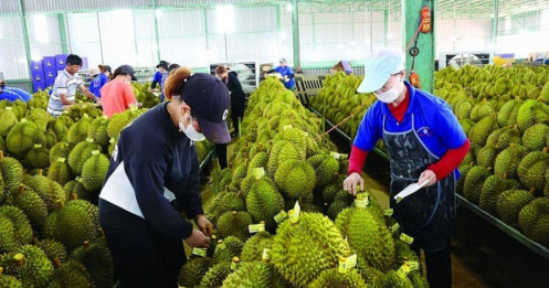 Xuất khẩu chuối, chanh dây kỳ vọng đạt tỷ USD