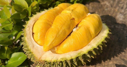 Đại gia đua nhau đi bán sầu riêng