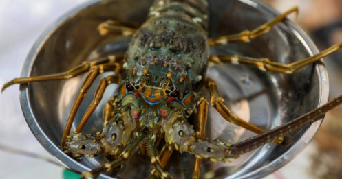 Trung Quốc tăng mua tôm Việt