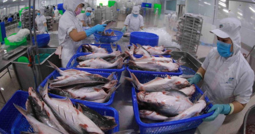 Một doanh nghiệp xuất khẩu cá tra lãi tăng 145 lần