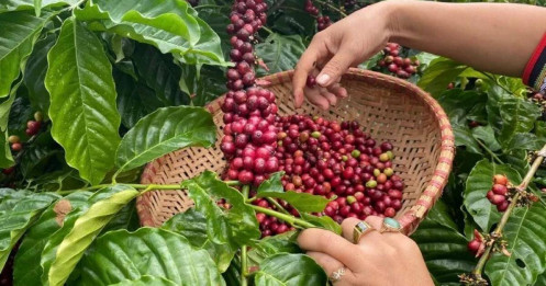 Triển vọng giá cà phê quý III/2025: Giữ vững đỉnh hay áp lực điều chỉnh?