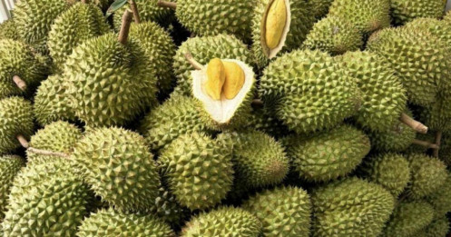 Xuất khẩu sầu riêng sang Trung Quốc phục hồi mạnh