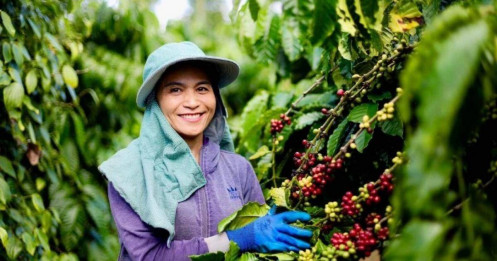 Thị trường cà phê trước giờ mở cửa 24/7/2025