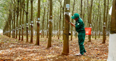 Cơ hội mua cao su trung hạn - Khi rủi ro địa chính trở thành động lực tăng giá