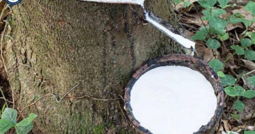 Cao su giảm tốc: Cầu suy yếu – Thương mại bất ổn kéo giá lao dốc