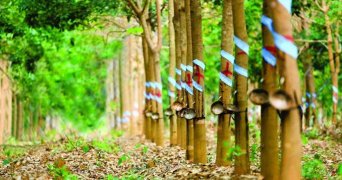 Thị Trường Cao Su Cuối Tháng 7: Sóng Tăng Dễ Gãy Khi Thuế Quan Và Thời Tiết Chưa Ủng Hộ