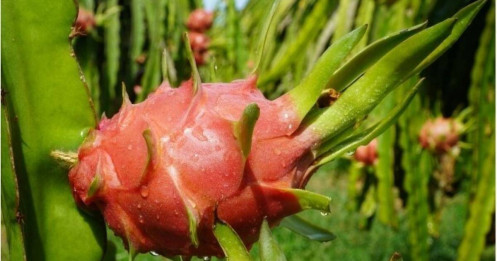 Thủ tướng yêu cầu gỡ vướng khi thanh long, hồ tiêu 'tắc đường' sang EU