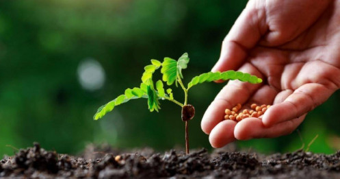 Sóng hồi phân bón: Mùa thu hoạch đã trở lại