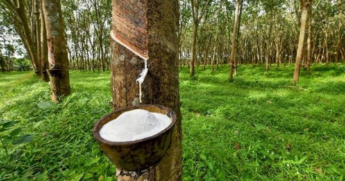 Cao Su Thái Lan Trong Vòng Xoáy Thương Mại: Giá Có Thể Thoát Sóng Gãy