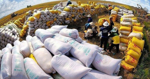 Gạo, cà phê kẹt vốn vì thuế: Có nên mở lối từ chính sách?