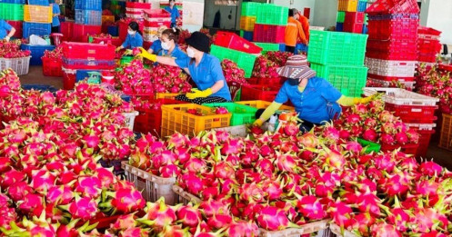 Ai chịu trách nhiệm việc thanh long 'chết yểu' vì thủ tục xuất khẩu?