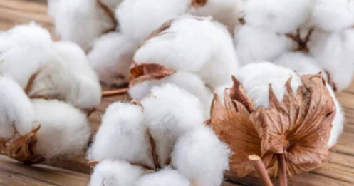 Giá Bông Giằng Co Vùng Đỉnh: Liệu Mùa Vụ Và Thương Mại Có Thổi Bùng Sóng Tăng?