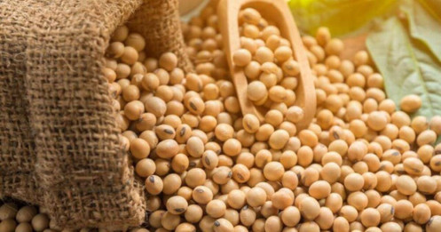 Đậu Tương và Cuộc Đối Đầu Mỹ – Brazil: Hiểu Đúng Chu Kỳ Mùa Vụ Để Đi Trước Thị Trường