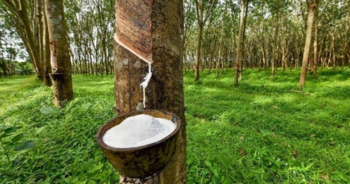 Một chu kỳ mới khởi sắc mở ra cho cổ phiếu ngành cao su?