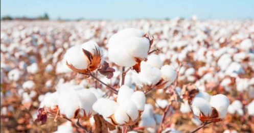 Thị trường bông: Chuẩn bị bứt phá khỏi vùng tích lũy – cơ hội đang hình thành