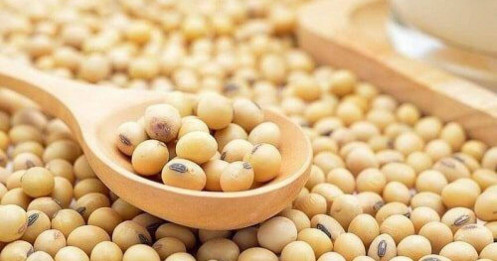 Cơn Sóng Mới Trên Thị Trường Đậu Tương: Mỹ – EU Bắt Tay, Argentina Tung "Đòn Nặng Ký"