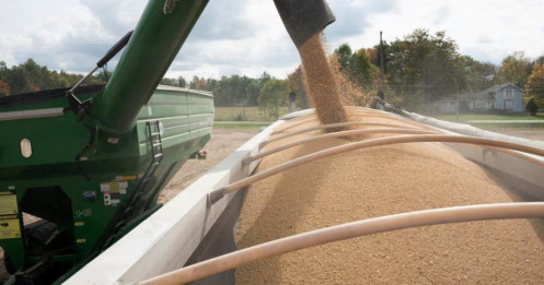 Dư cung khô đậu tương nội địa, trung quốc “đứng ngoài” thị trường đậu Mỹ