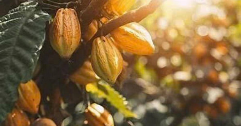 Chi Phí Nguyên Liệu Tăng Quá Nhanh – Thị Trường Ca Cao Dần Mất Cân Bằng