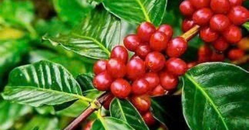 Cà phê Việt hưởng lợi tạm thời từ căng thẳng Mỹ – Brazil