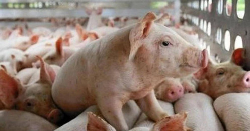 ‘Chung cư’ cho lợn – Cải tổ chăn nuôi hay canh bạc kỹ thuật?