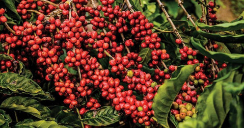 Giá Cà Phê Arabica Giảm Mạnh Trước Áp Lực Từ Brazil: Tăng Tốc Thu Hoạch, Chính Sách Thuế Mới Và Kỳ Vọng Xuất Khẩu Bùng Nổ