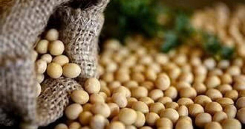 Dữ liệu mới nhất từ báo cáo chuyên sâu đậu tương