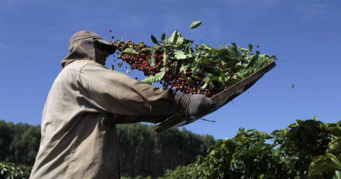 Thuế quan Trump – Cú sốc với Brazil, cơ hội vàng cho Việt Nam?