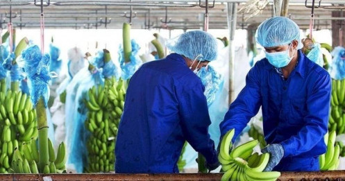 Lãi lớn nhờ chuối, HAG xóa sạch lỗ lũy kế