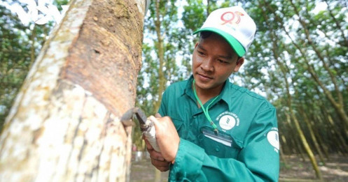 Giá cao su tăng cao, Cao su Việt Nam (GVR) báo lãi nửa đầu năm tăng 82%