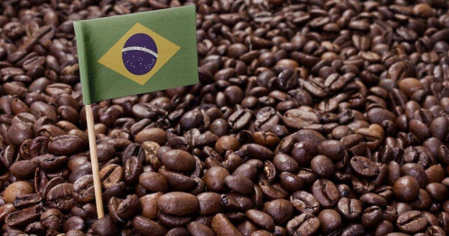 Cà Phê Brazil Thiệt Hại Ra Sao Khi Mỹ Áp Thuế 50%?