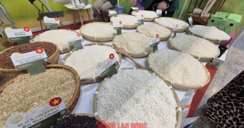 Vì sao Việt Nam chi 1 tỉ USD nhập khẩu gạo chỉ trong 7 tháng?