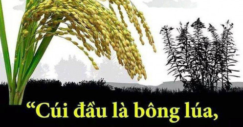 Cúi đầu là bông lúa – Ngẩng đầu là cỏ dại