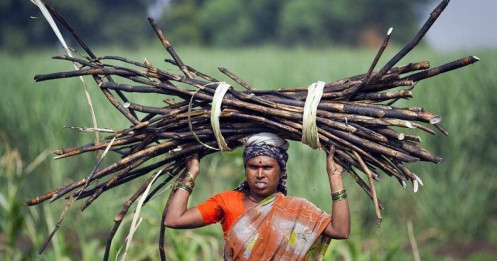 Sóng gió trên thị trường đường: Sản lượng tăng vọt, giá sẽ ra sao?