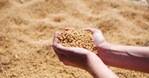 Khô Đậu Tương Bắt Đầu Vào Mùa Tăng Giá?