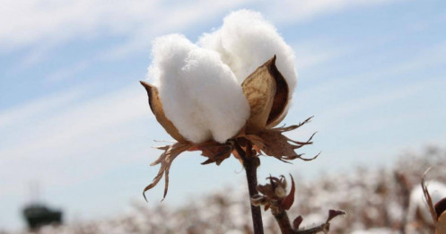 Giá bông: Tính chu kỳ đang gợi mở cơ hội cho năm 2026?