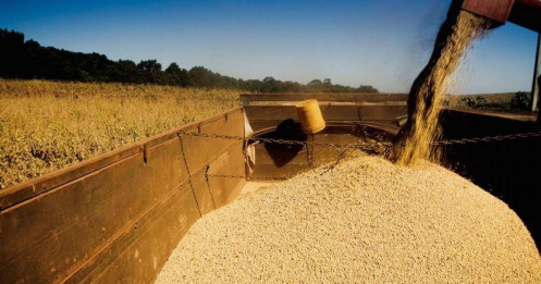 Khô Đậu Tương Và Chuỗi Domino Tăng Giá: Khi Nhu Cầu Cuối Năm Trở Thành Cơ Hội Đầu Tư