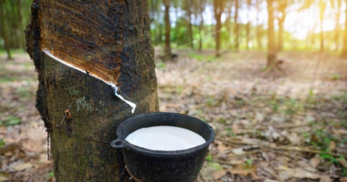 Thị trường cao su toàn cầu ổn định, triển vọng tích cực cho Việt Nam!