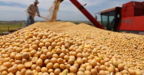 Đậu Tương Sau Báo Cáo Dự Báo Cung và Cầu Nông Nghiệp Thế Giới – Áp Lực Giảm Giá Tăng Mạnh