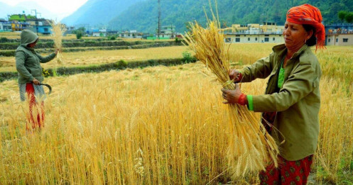 Nguồn cung dồi dào lúa mì bị Black Sea lấn át, đậu tương bật nhờ kỳ vọng, ngô đối mặt mùa kỷ lục