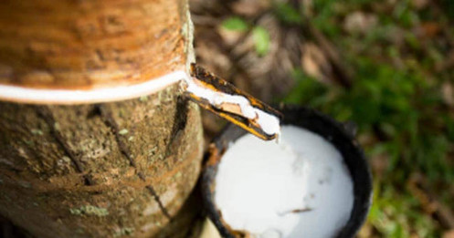 Trung Quốc áp đặt đặt cọc tạm thời tới 40,5% đối với cao su nhập khẩu từ Canada và Nhật Bản: Tác động và chiến lược đầu tư!