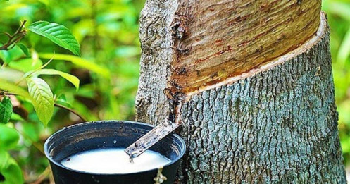 Giá Cao Su Giảm Nhẹ, Thời Tiết Bất Lợi Tại Thái Lan Kiềm Chế Đà Giảm – Thị Trường Đang Ở “Ngã Ba Đường”