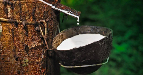 Cao su Nhật Bản giảm mạnh